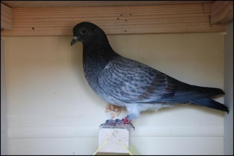 Shannon young dark grey grizzle hen